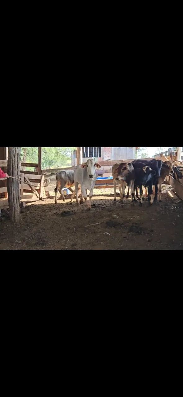 Vende - Se Lote Bezerros  - Foto 3