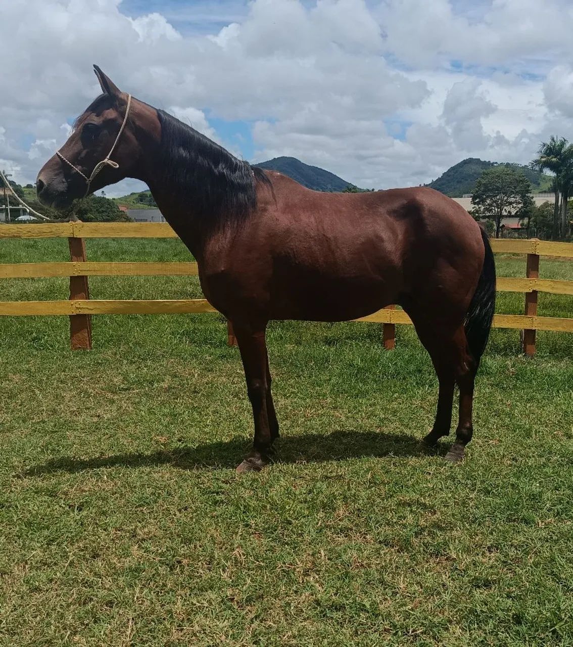 Cavalo marchador para toda família  - Foto 2