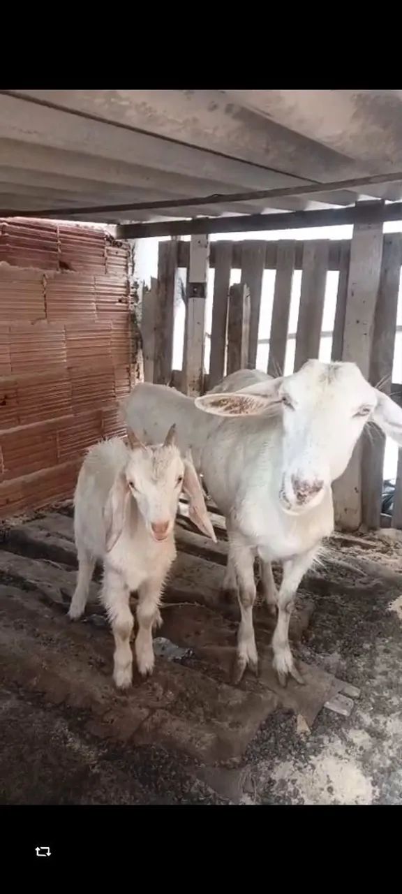 Animais  - Foto 2