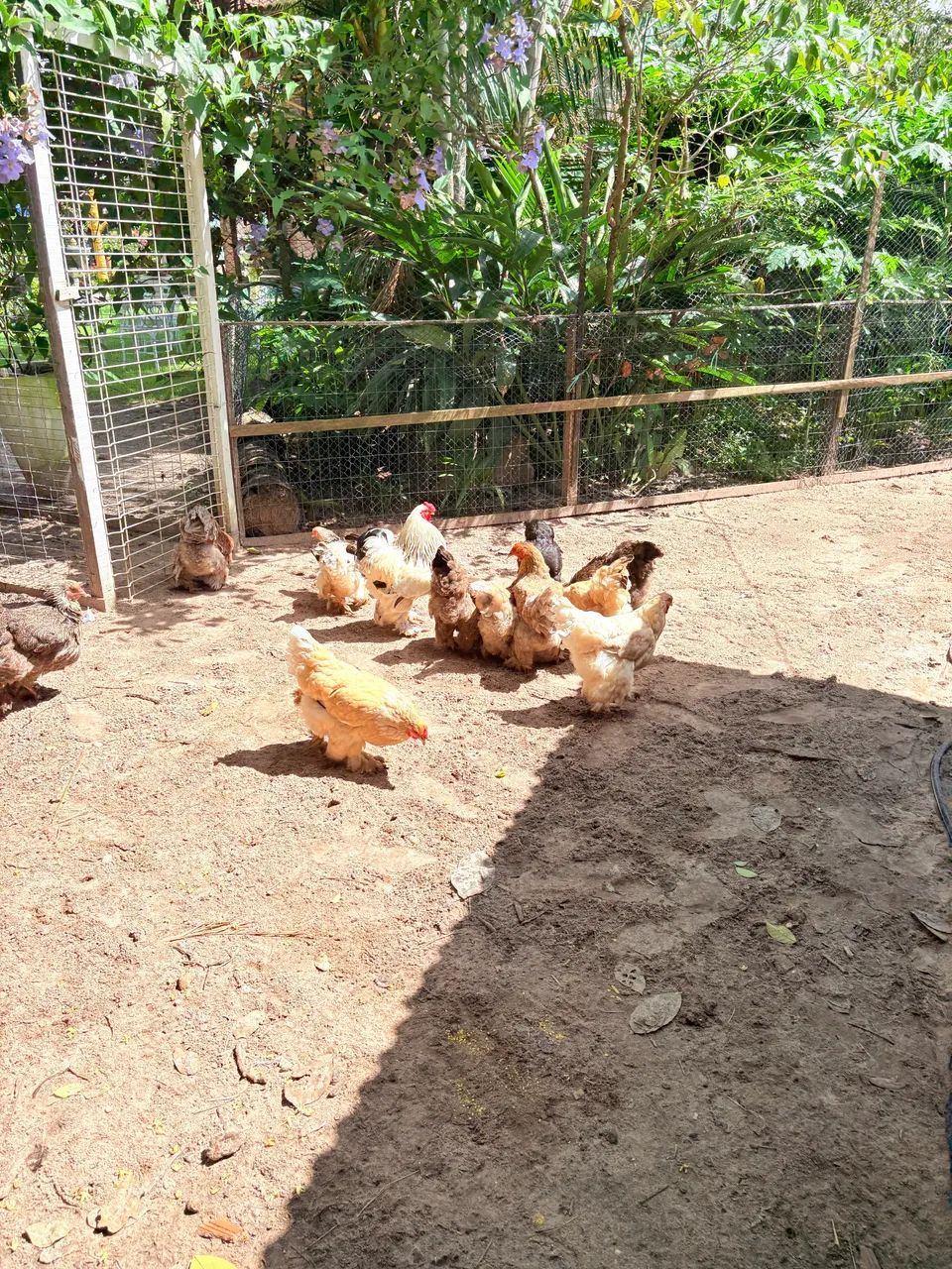 Ovos férteis  - Foto 2