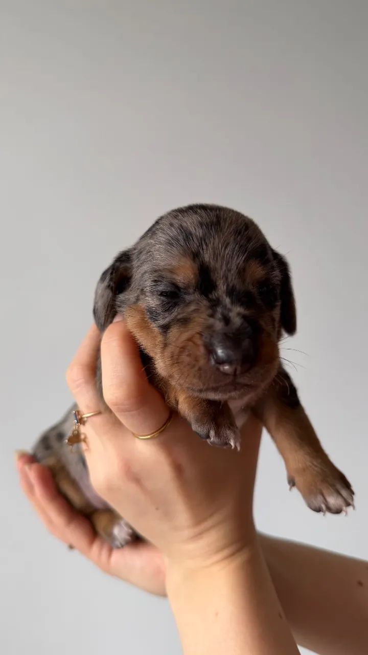 Dachshund Arlequim - Foto 4