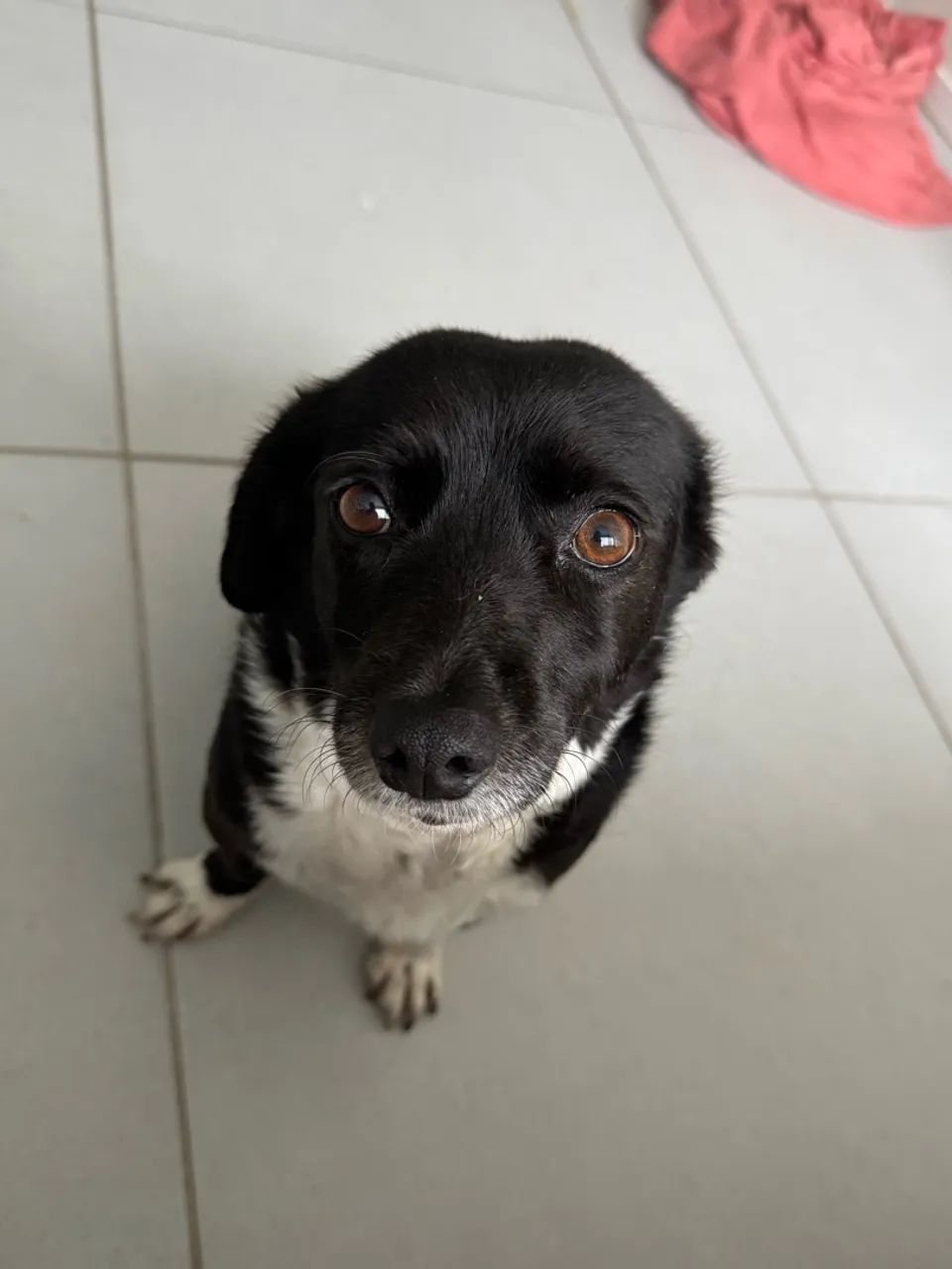 Animais - Foto 5