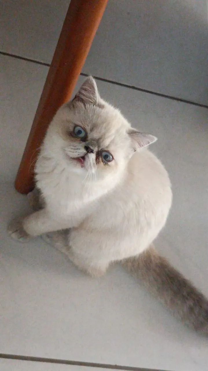 Gato persa himalaio*Exótico* - Foto 3