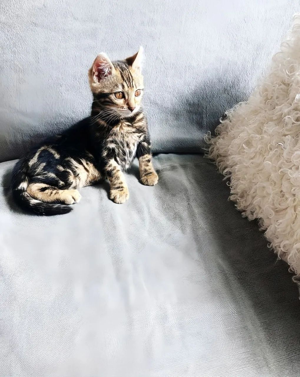 Filhotes Bengal Marbled Silver - 2 meses - Pais no local - Entregamos - Foto 2