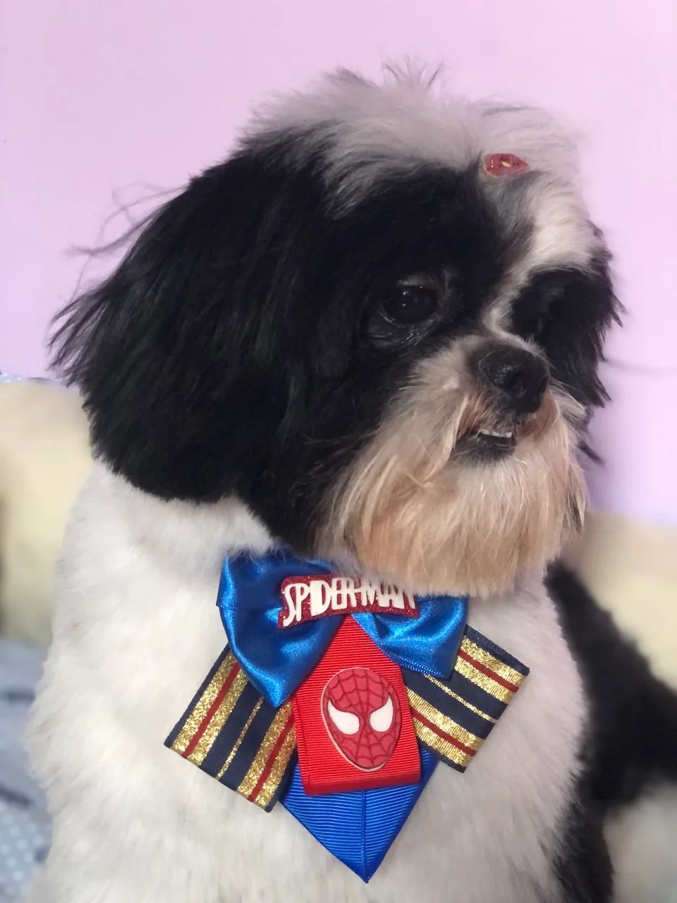 Shihtzu macho  - Foto 4