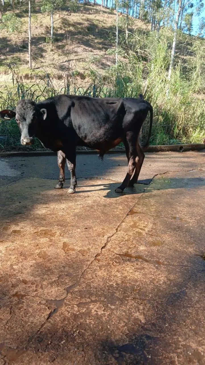 2 garrotes mestiço Jersey. - Foto 5