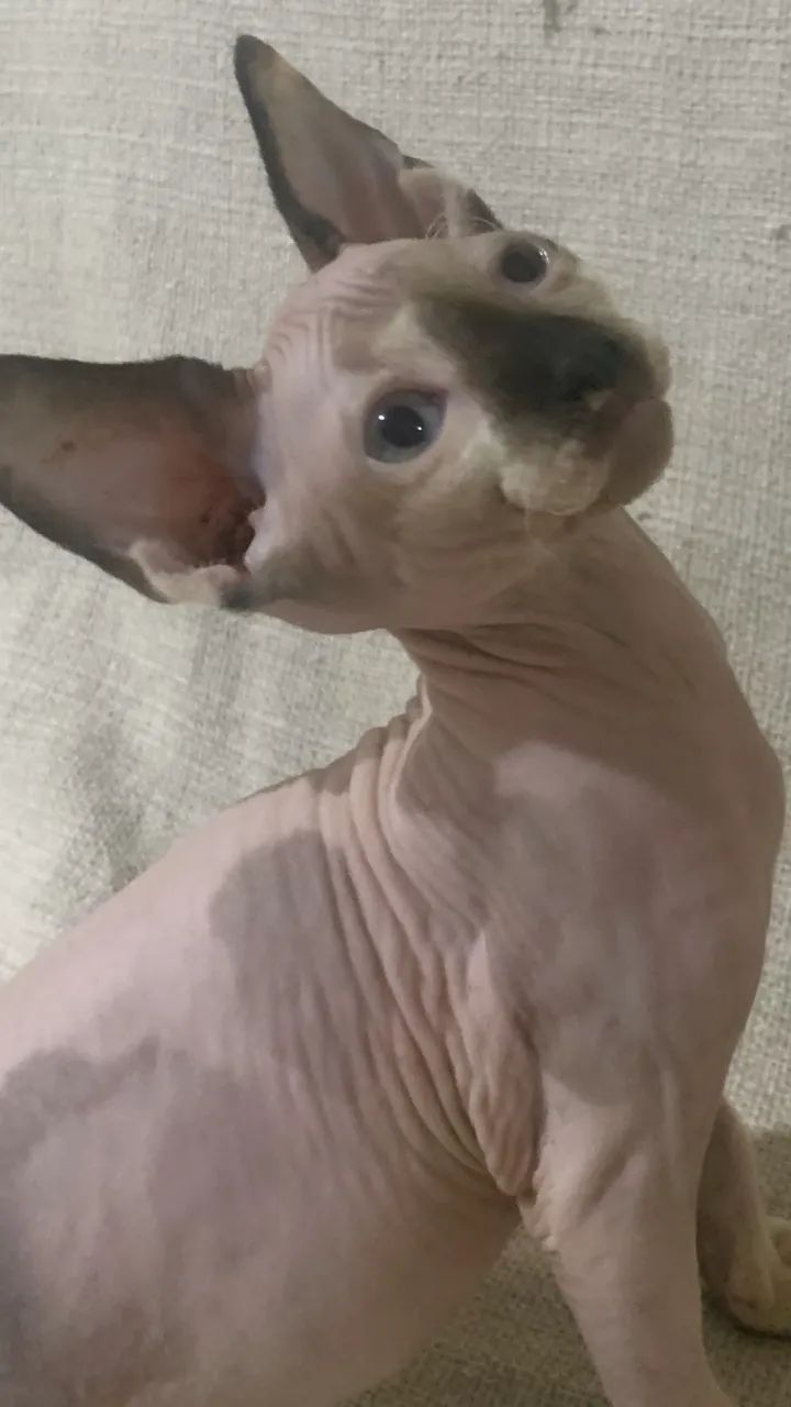 Fêmea sphynx  - Foto 5