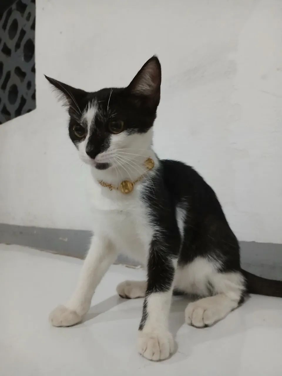 Gatinha para adoção 