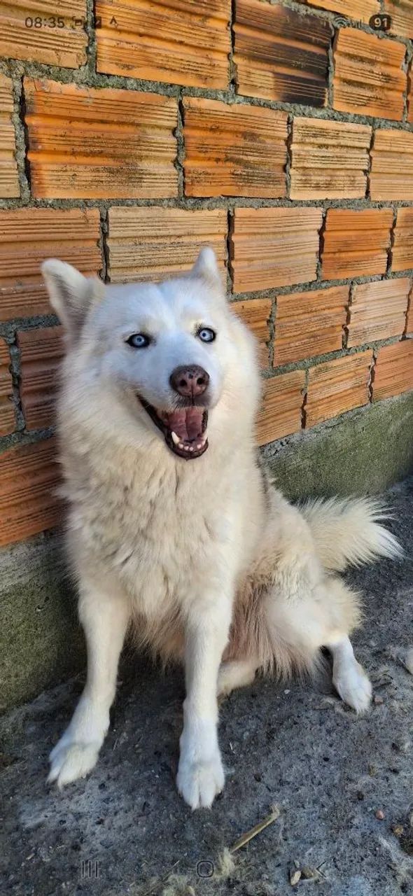 Husky siberiano  - Foto 5