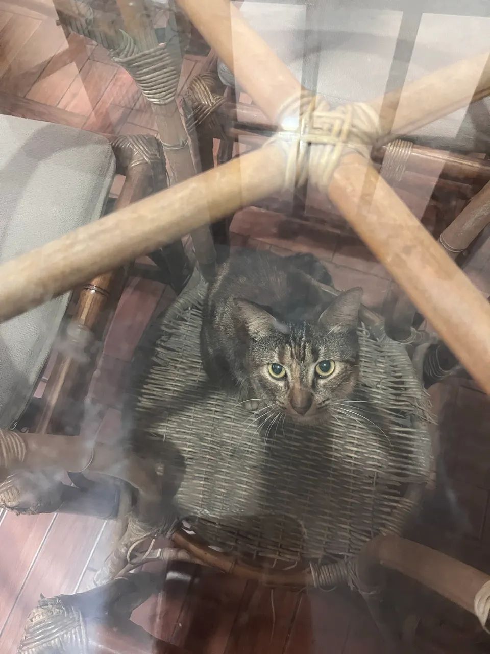 Mesa de bambu com tampo de vidro acompanhado de 4 cadeiras - Foto 4