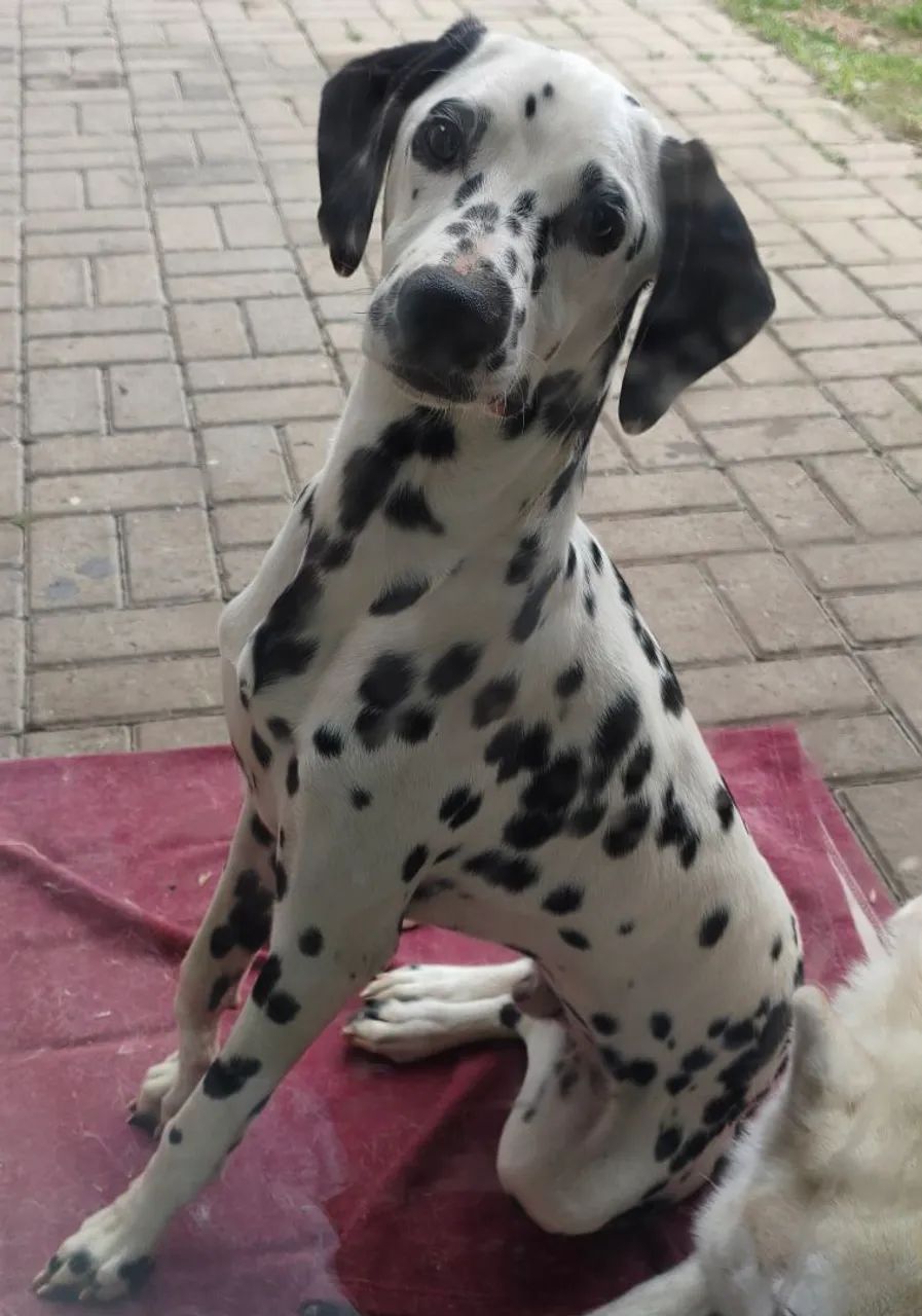 Dalmata - Foto 2