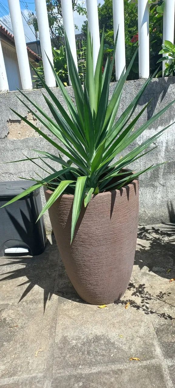 Planta com Vaso - Foto 3