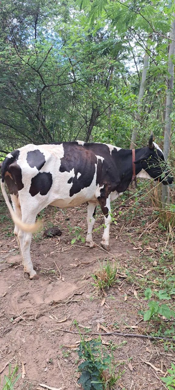 Vaca leiteira, com bezerro. - Foto 2