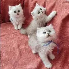 Gato Persa Creme