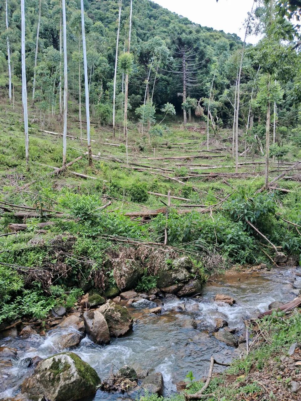 Terreno 5 hectares com riacho em Anitápolis-SC  - Foto 3