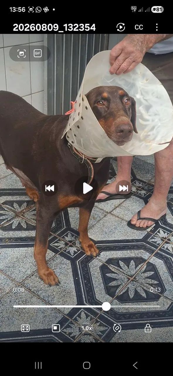 Doberman macho - Foto 3