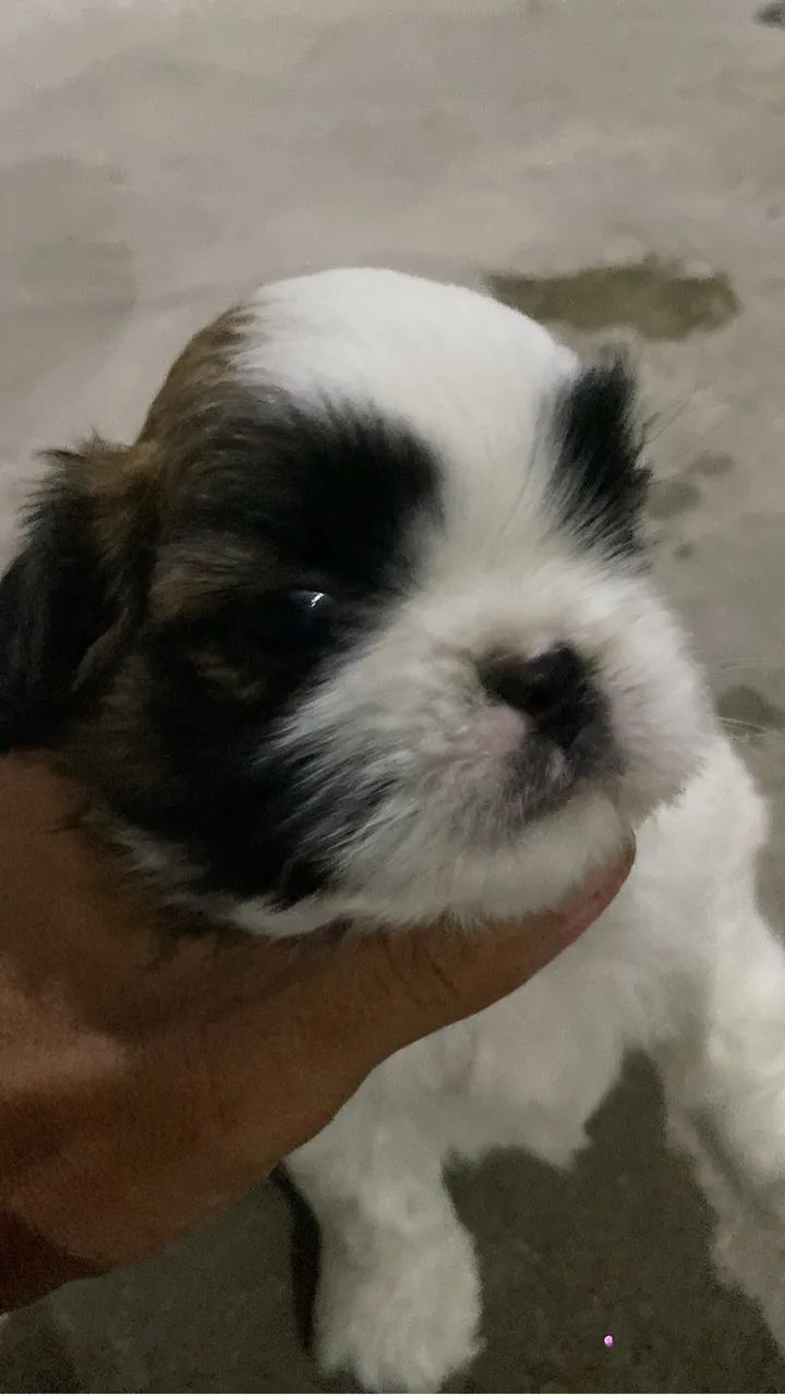 Cachorro shitzu - Foto 3