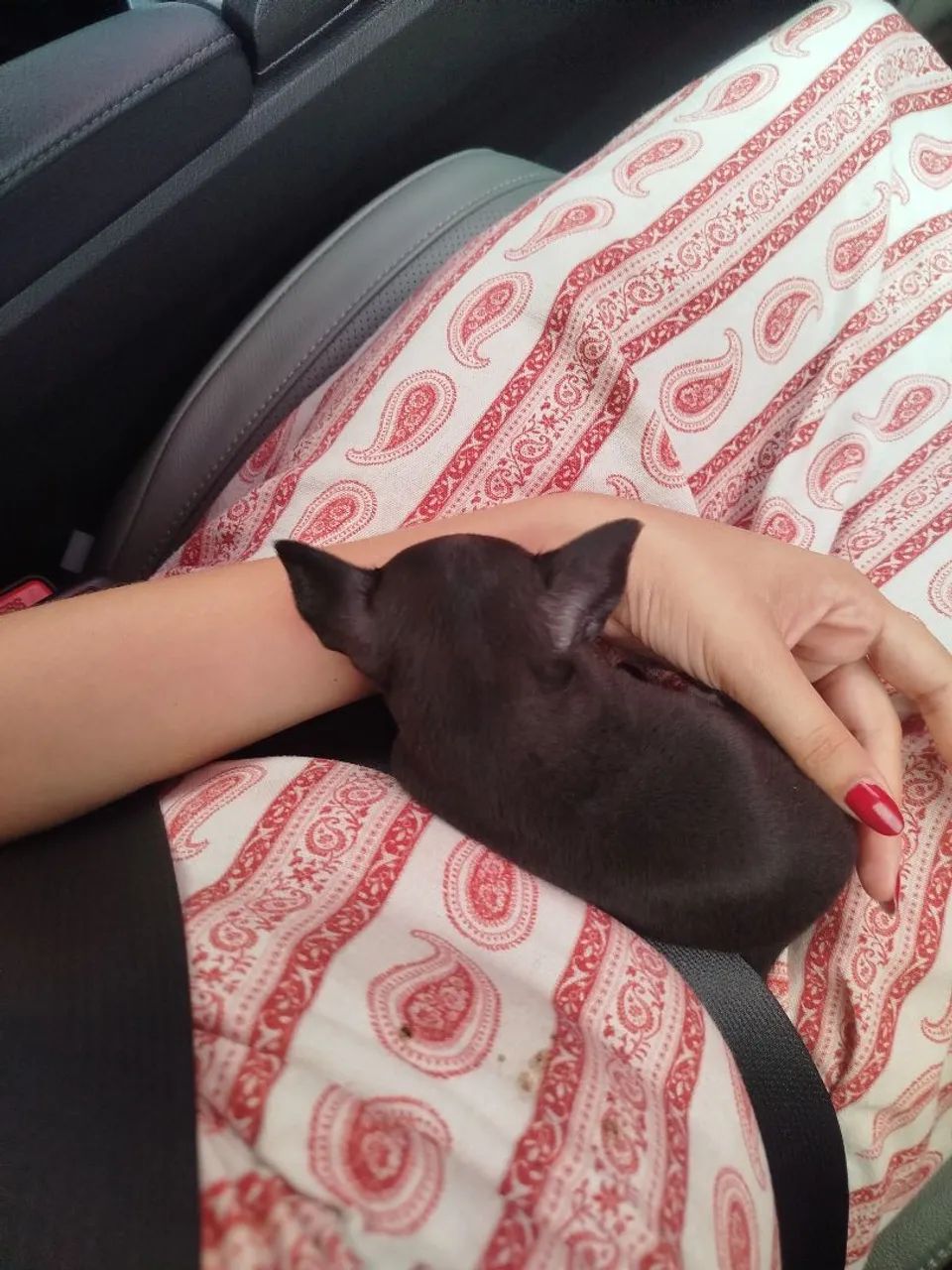 PINSCHER 