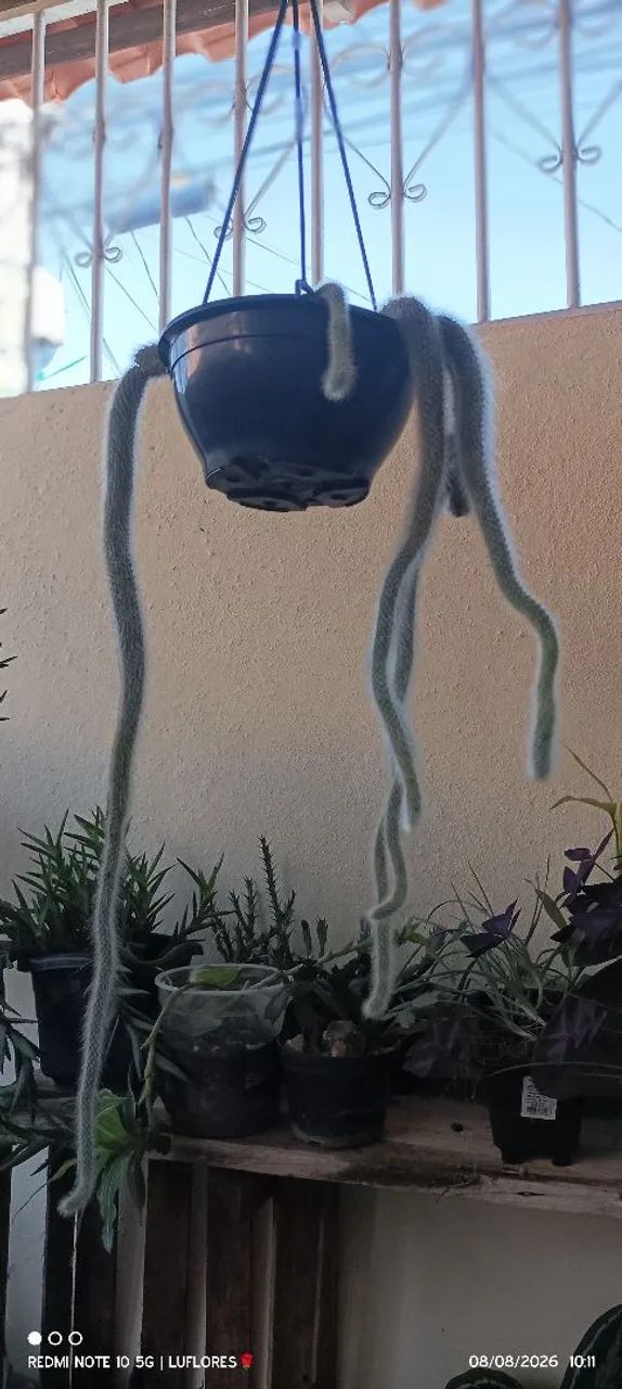 Rabo de macaco 