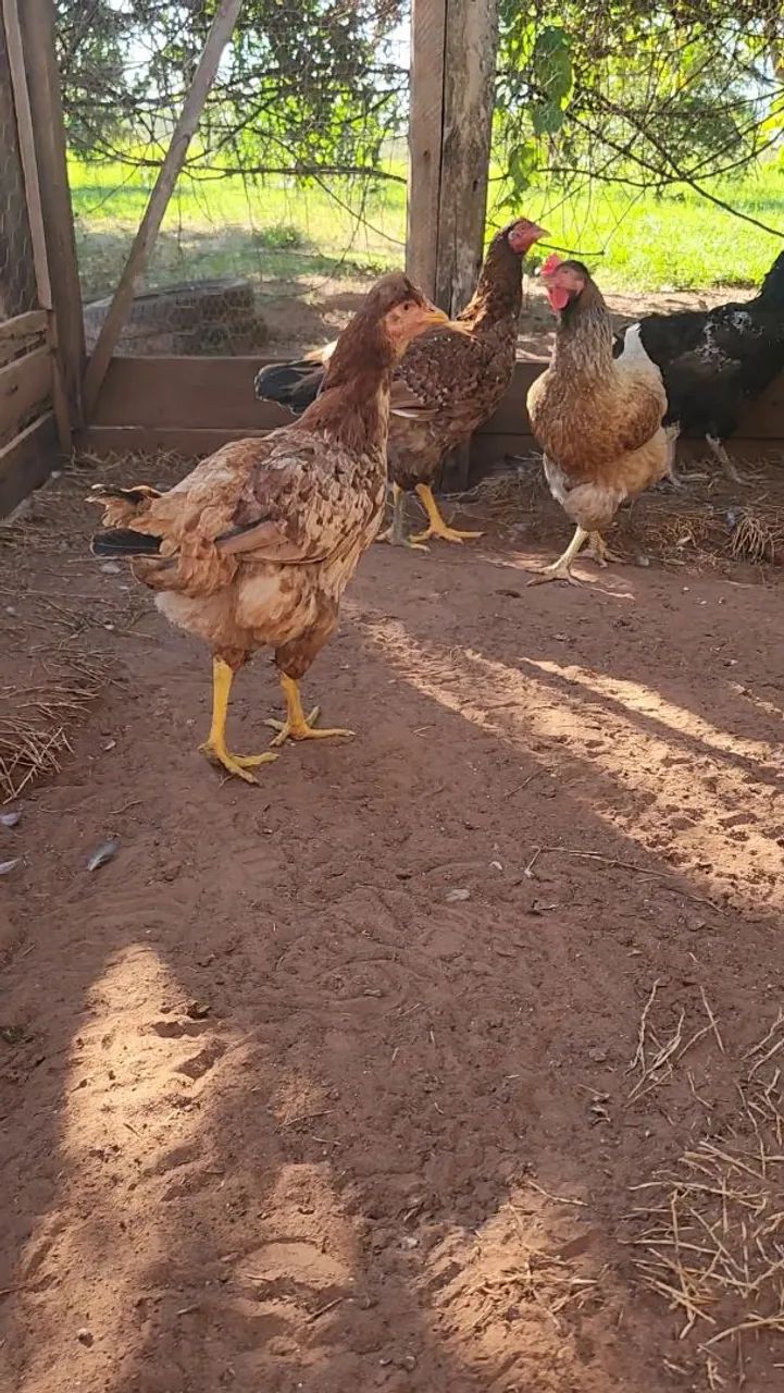 5 galinhas e 2 frangas GSB (galinha sertaneja balão) - Foto 5
