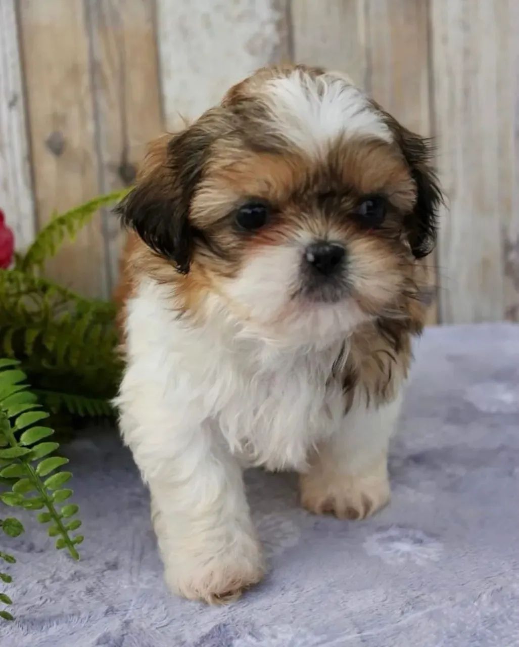 Shih Tzu Bebê