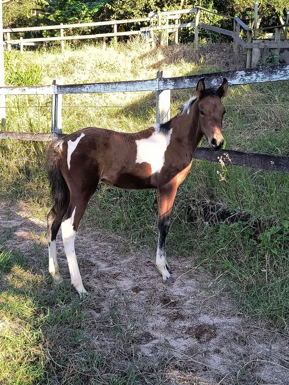Potro pampa genética de Mangalarga Marchador! - Foto 2