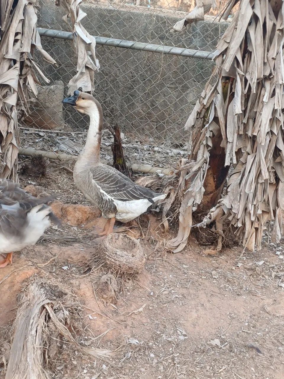 Vendo uma gansa Africana - Foto 4