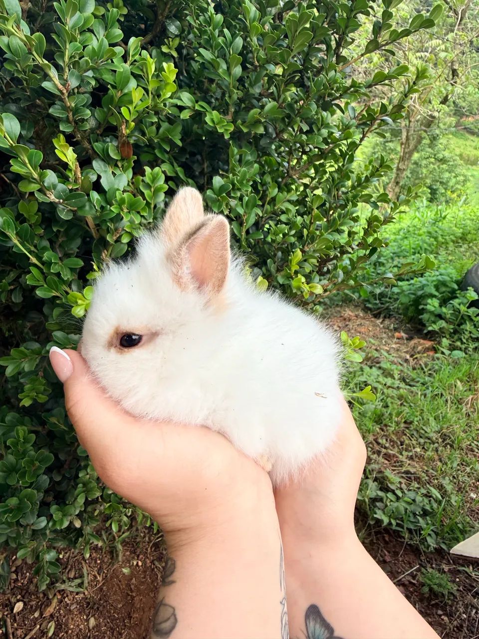Vendo coelhos mini laion anão 