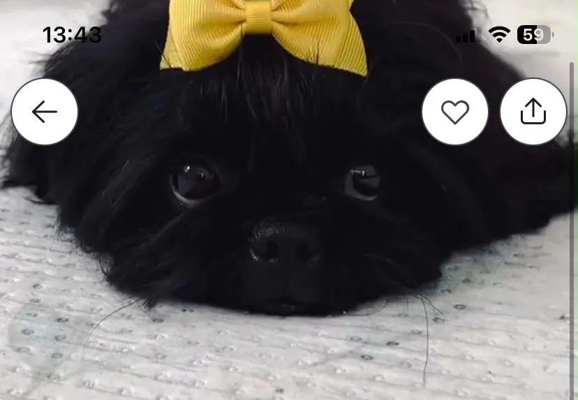 Lhasa apso filhote fêmea vermifugada e vacinada