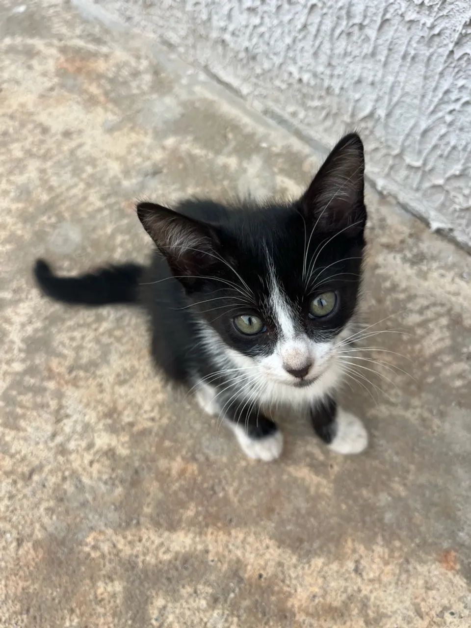 Doa-se gato  - Foto 4