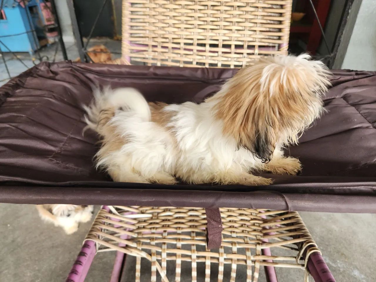 Cachorro Shih-tzu Macho ?  - Foto 5