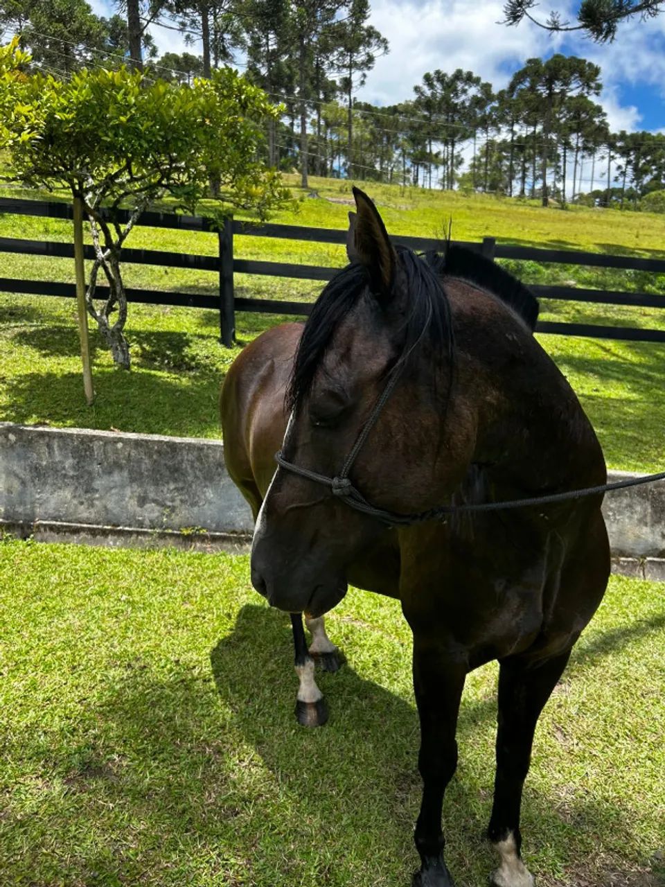 Cavalo Criolo - Lobuno - Foto 3
