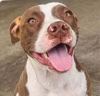 Pitbull Pura - Foto 3