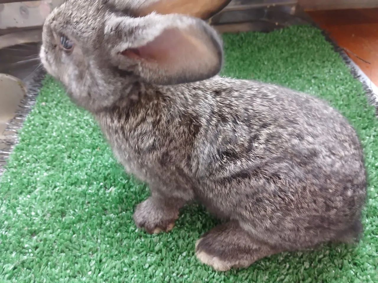 Coelhos  - Foto 6