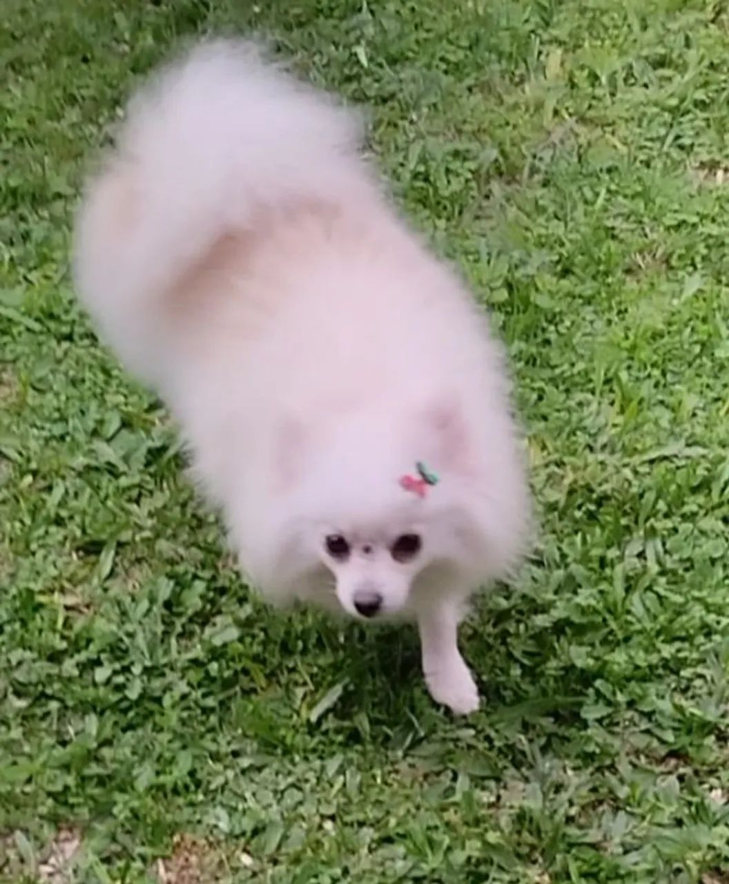 Spitz alemão/lulu da Pomerânia  - Foto 4