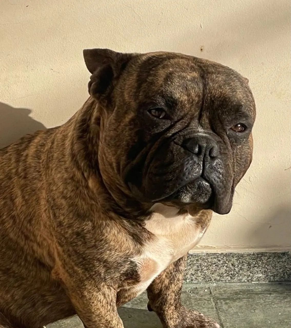 Cães 