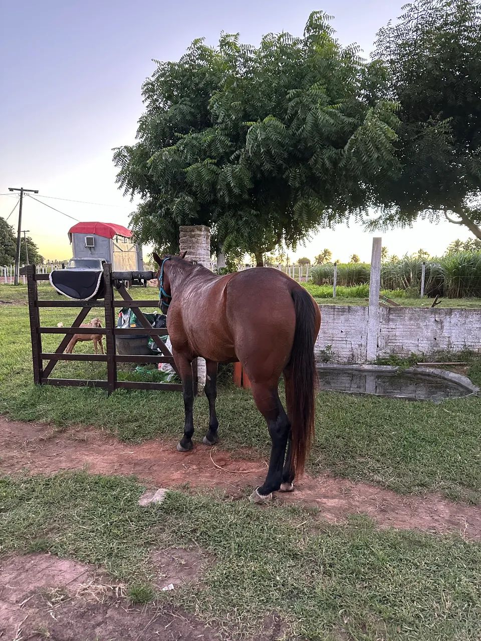 Cavalo