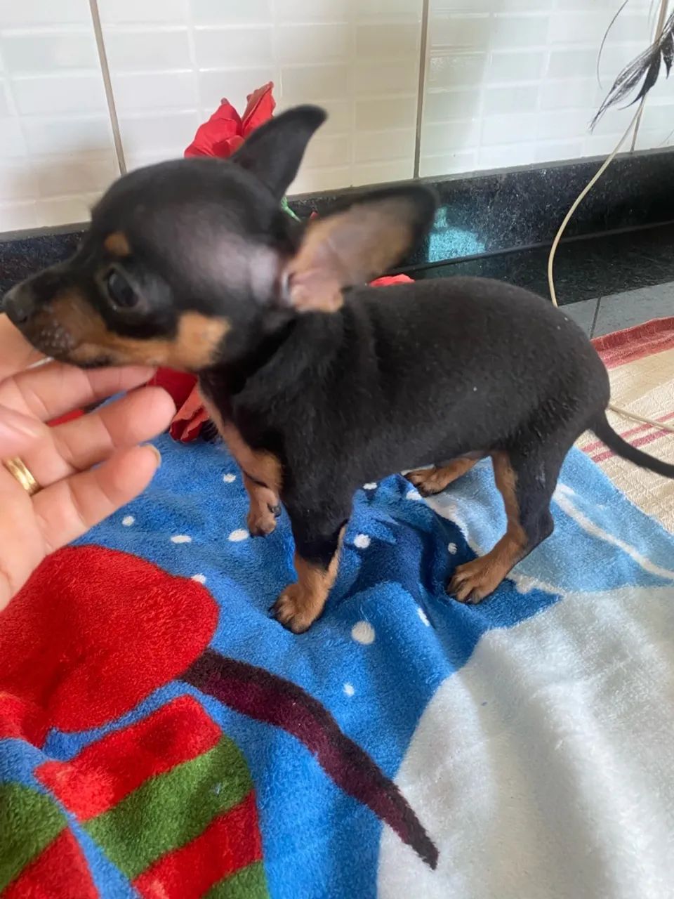 Pinscher Machinho  - Foto 4