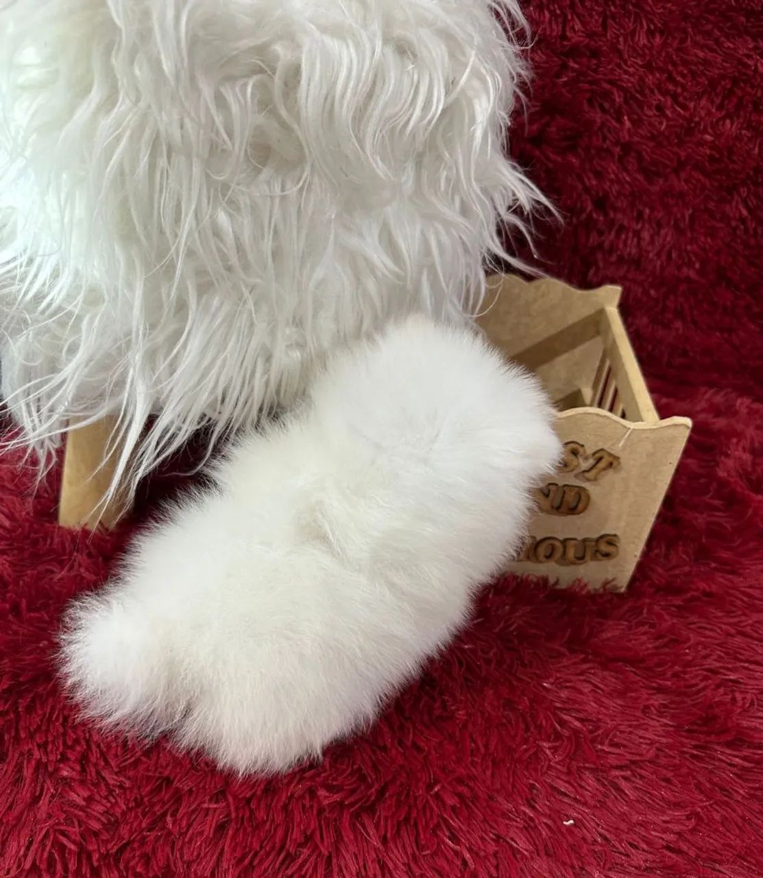 Spitz Alemão macho anão branco  - Foto 4