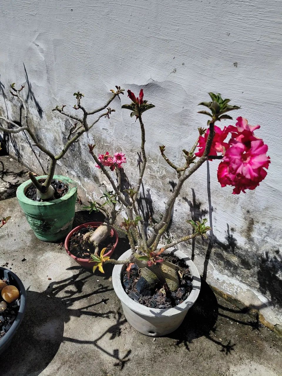 Rosas do deserto! - Foto 3
