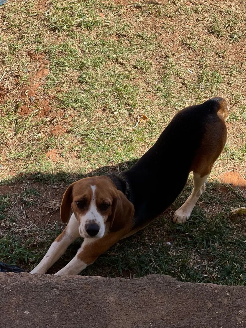 Beagle - bicolor, macho  - Foto 4