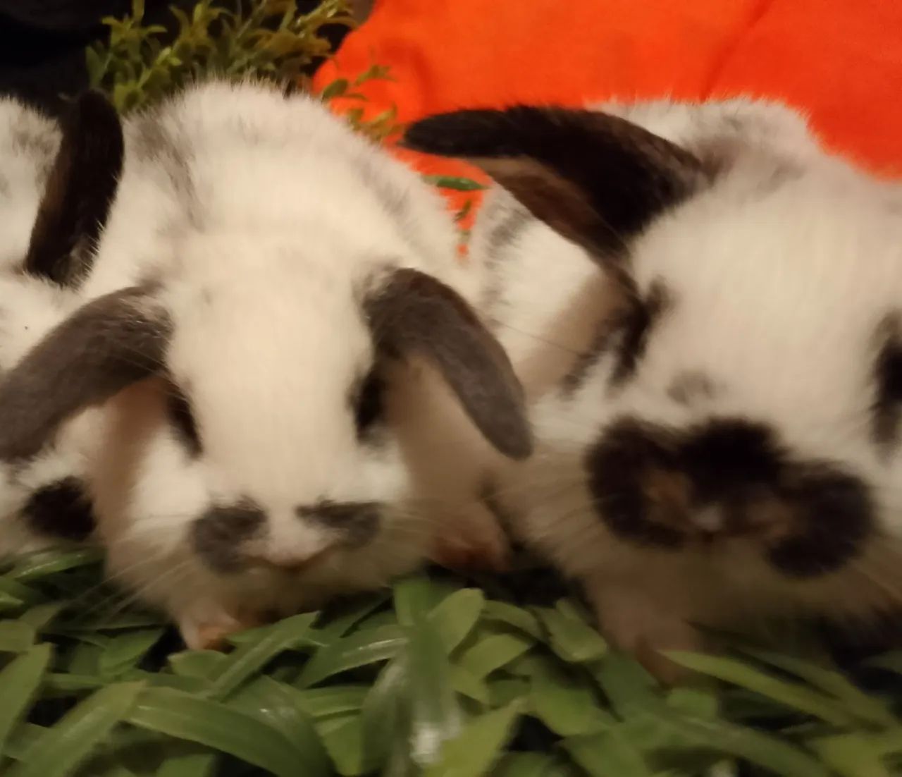 Mini lop uruguaio  - Foto 2