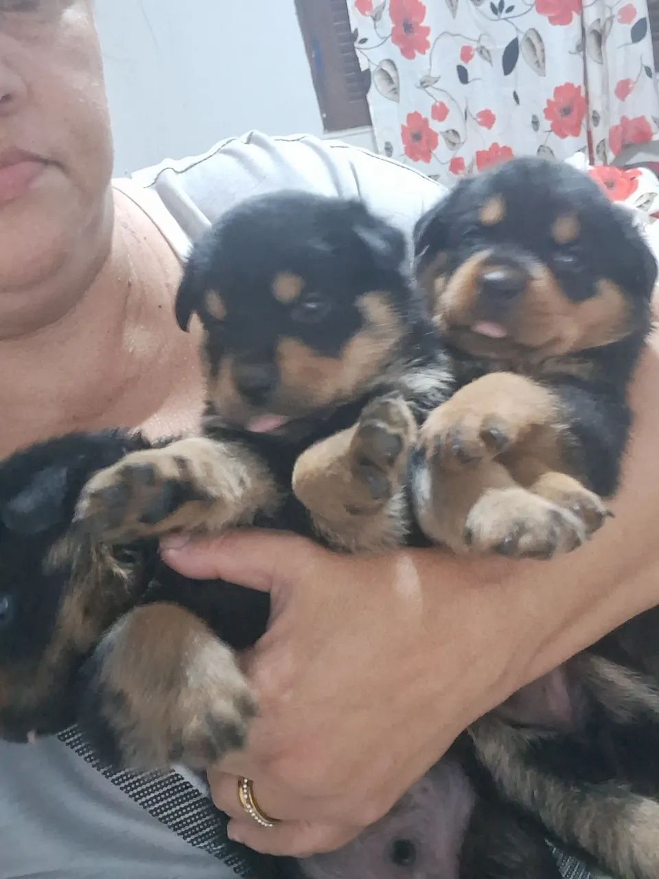 Vende se filhotes de rottwaller  - Foto 2
