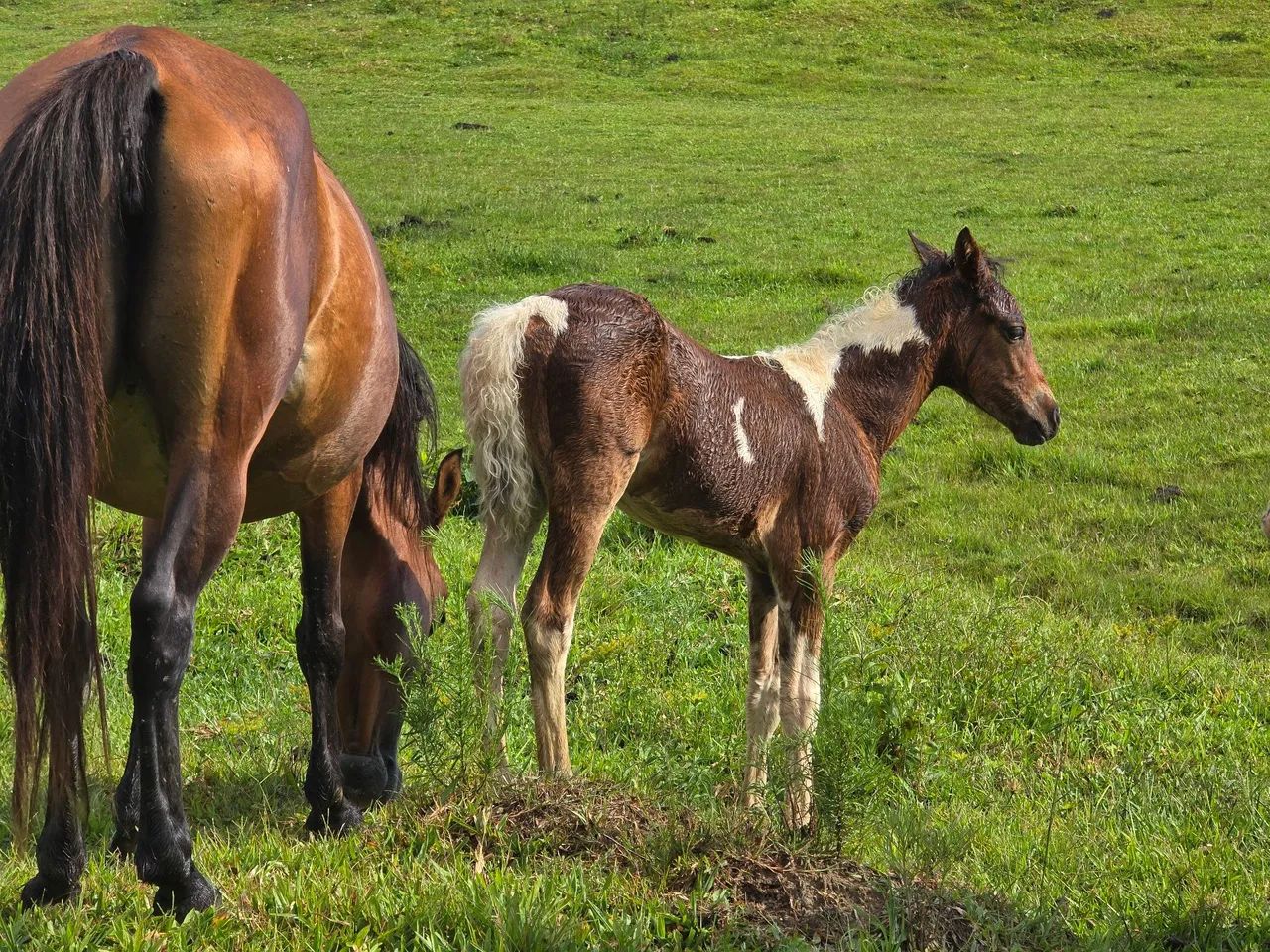Lindos potros pampas - Foto 4
