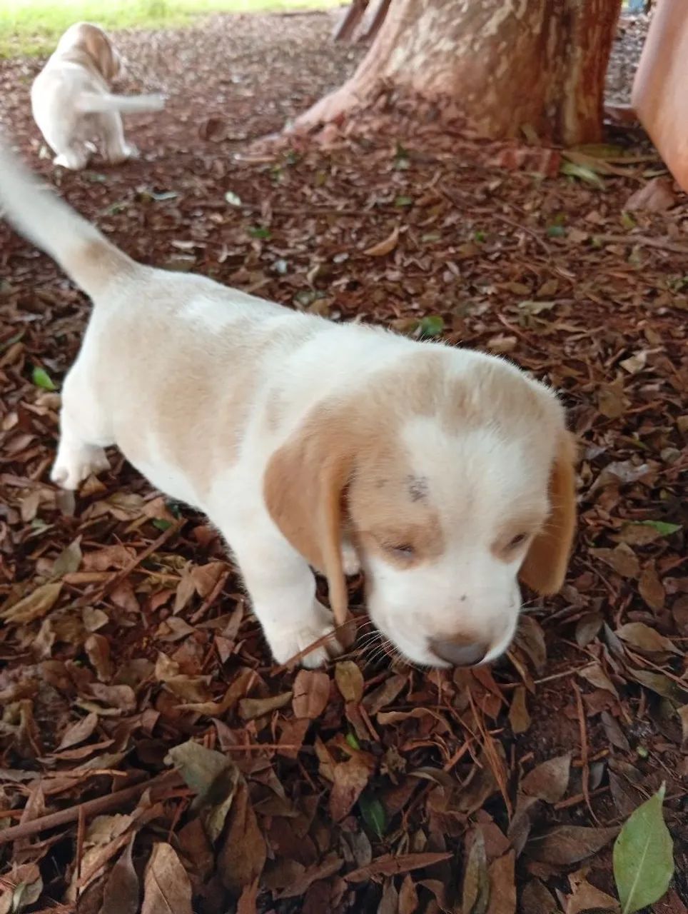 Filhotes de beagle  - Foto 2