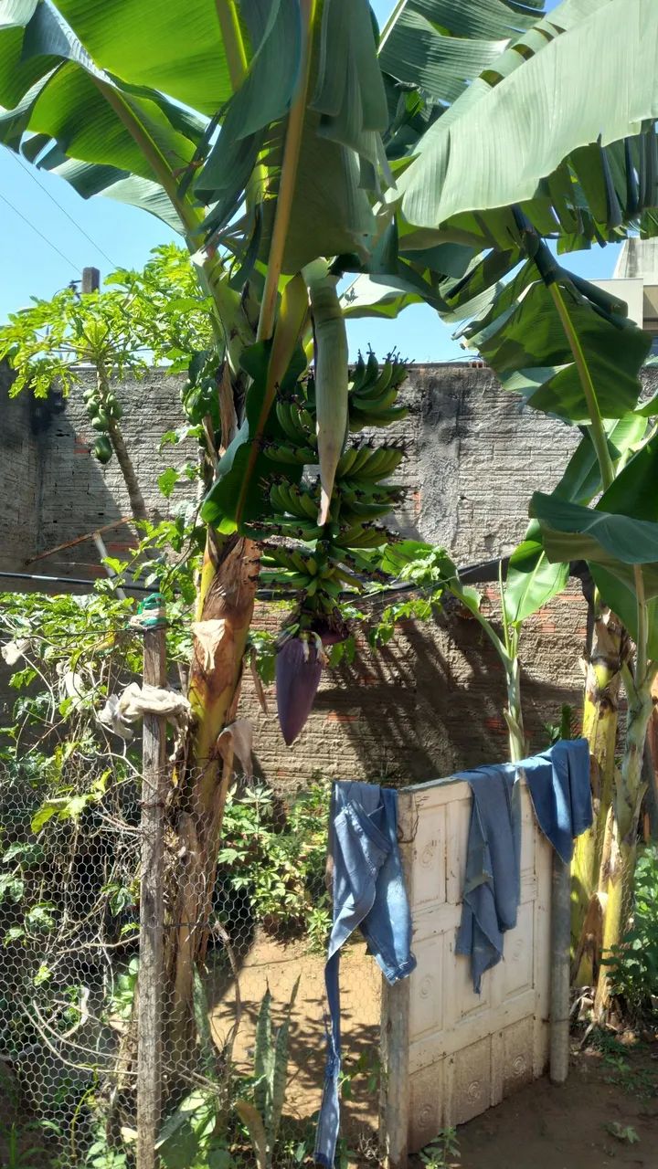 Mudas de banana nanica.25.00 cada. - Foto 2