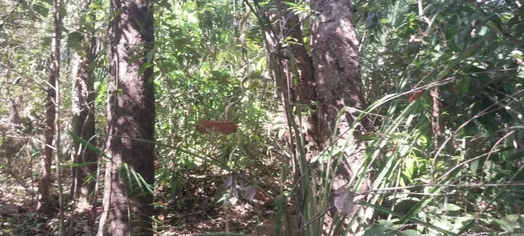 Venda de Terra - Foto 5