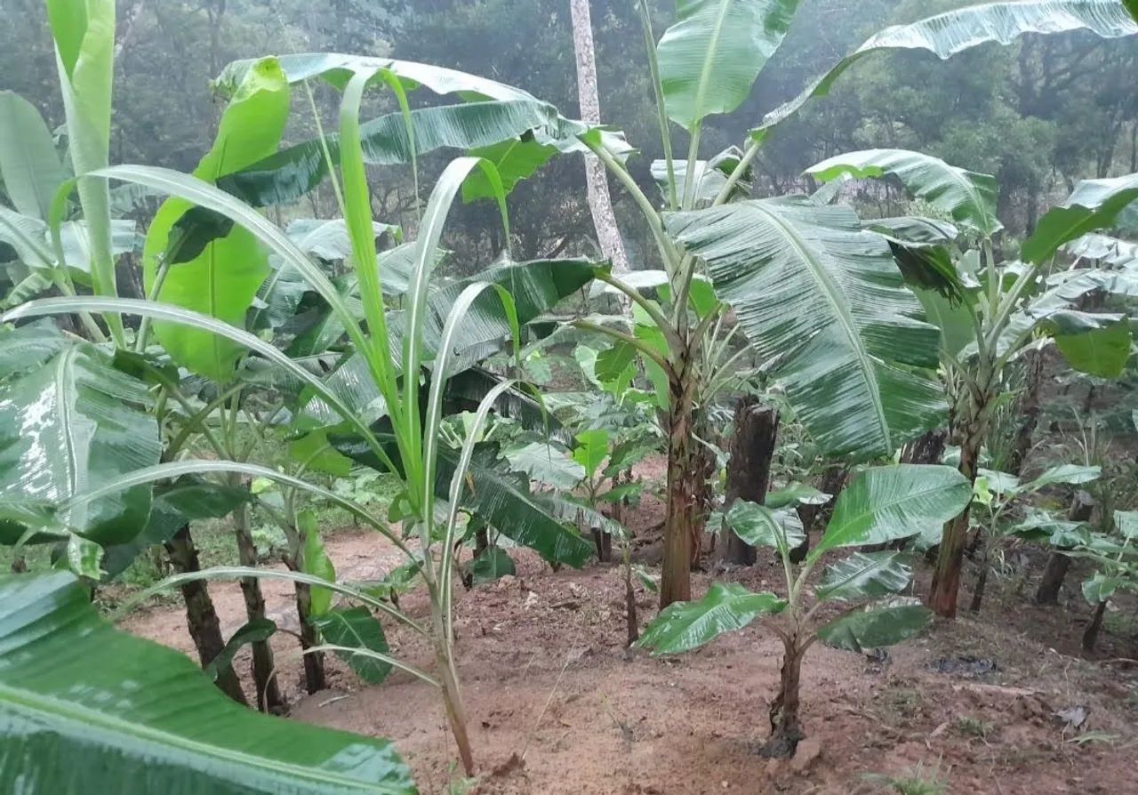 Vendo chácara no engenheiro Marsilac - Foto 4