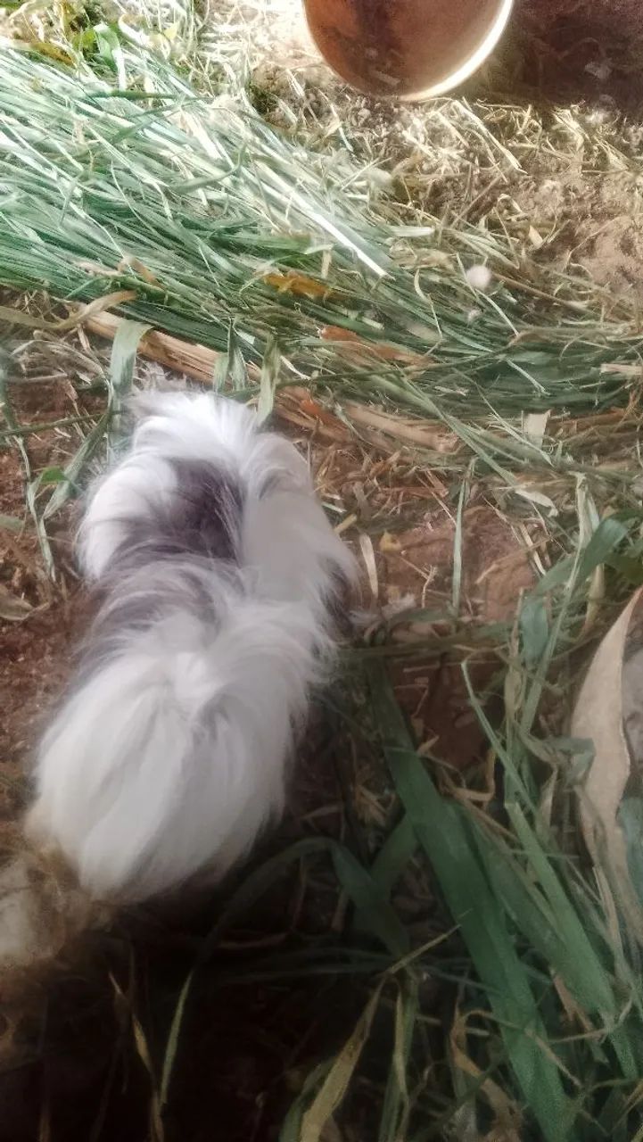 Que lindo porquinho da índia peruano - Foto 6