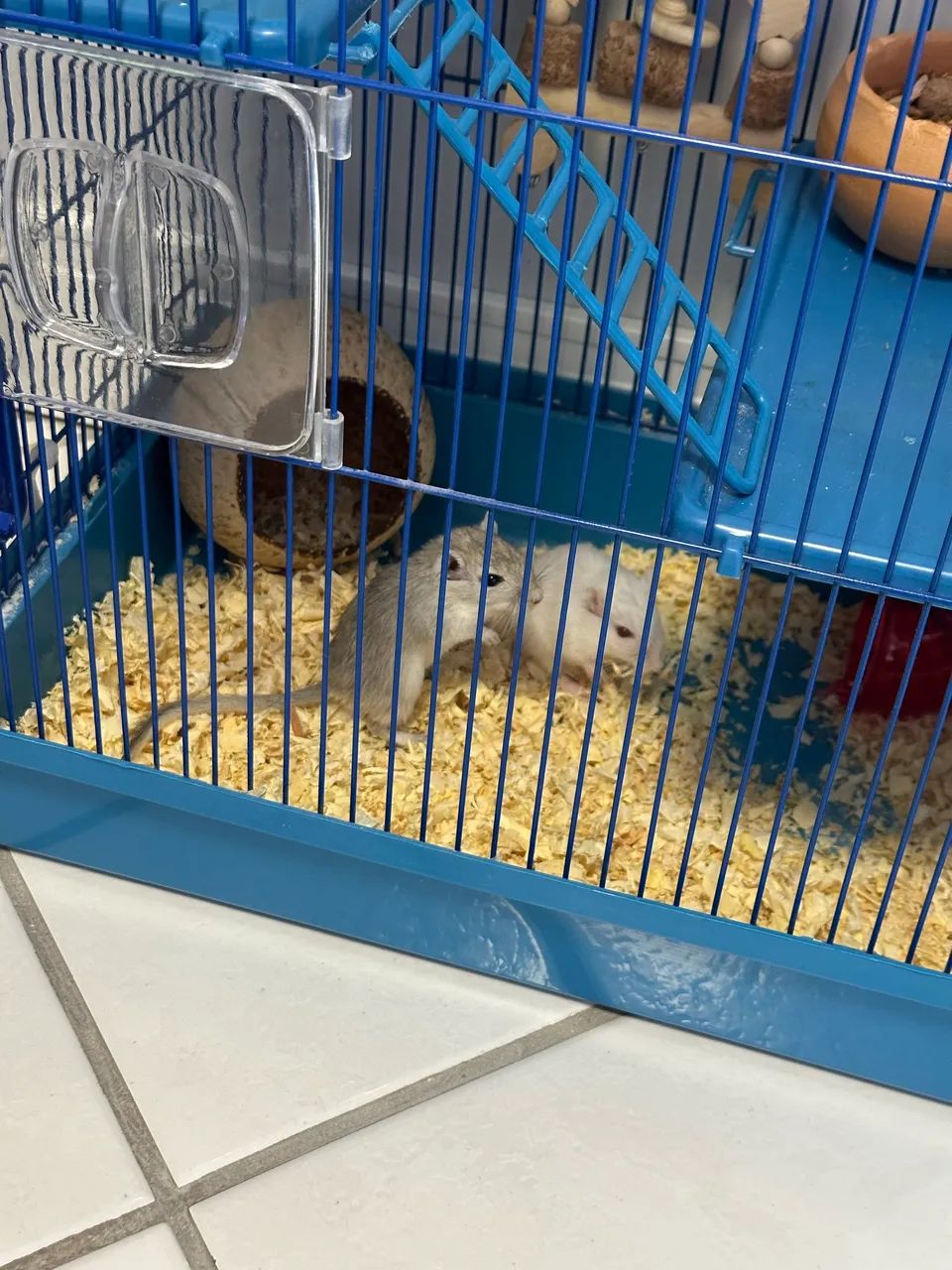 Casa com Hamster completa  - Foto 2